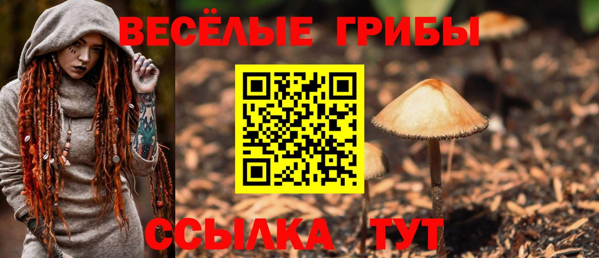 Галлюциногенные грибы Psilocybe Тайшет